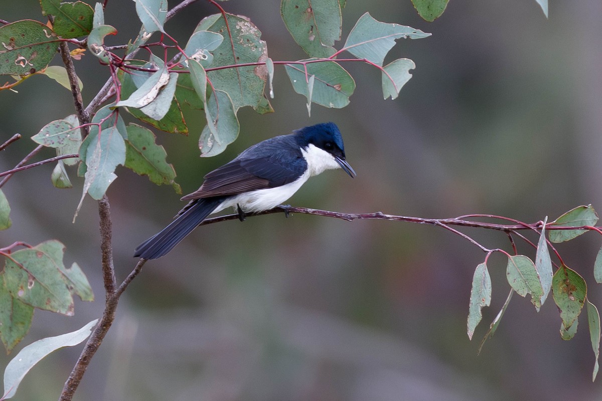 Restless Flycatcher - ML628685196