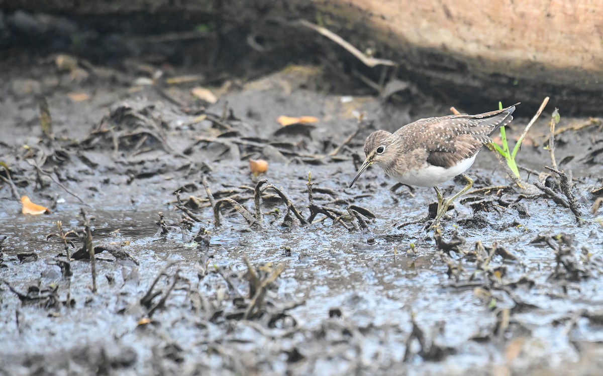 Solitary Sandpiper - ML628685285