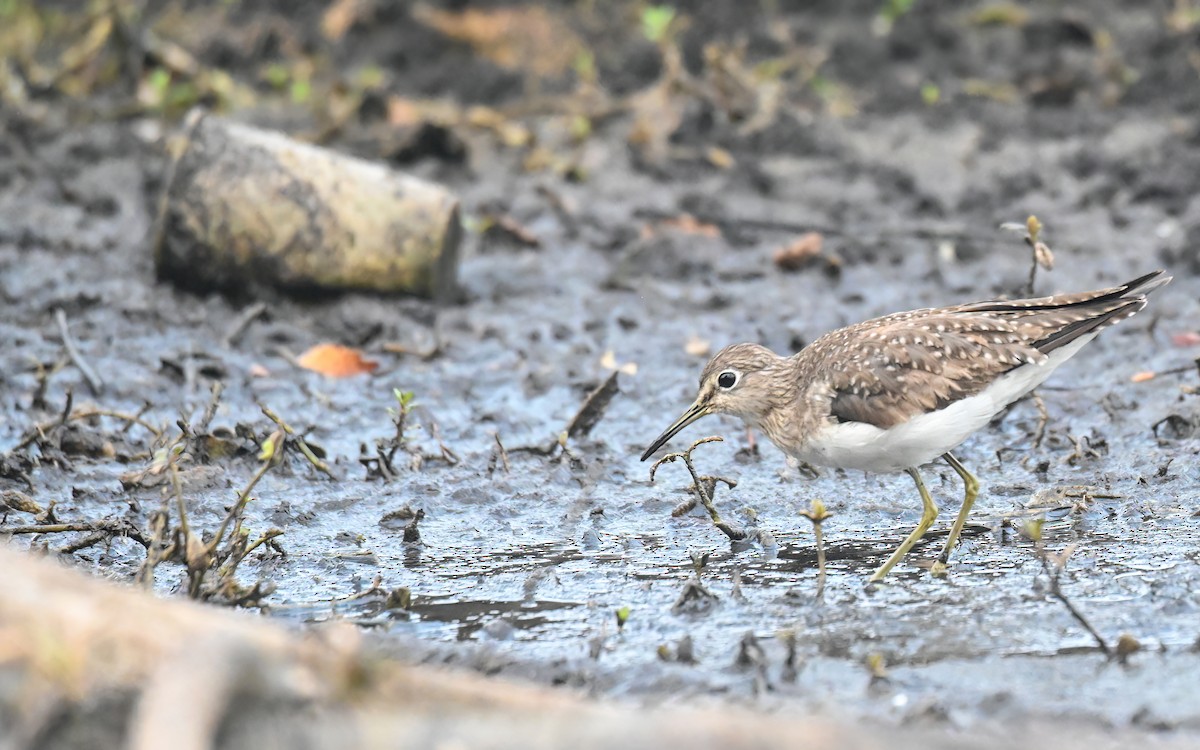 Solitary Sandpiper - ML628685286