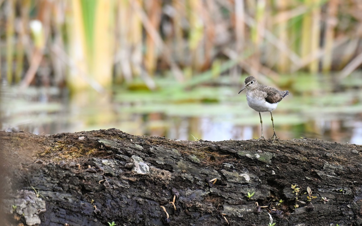 Solitary Sandpiper - ML628685288