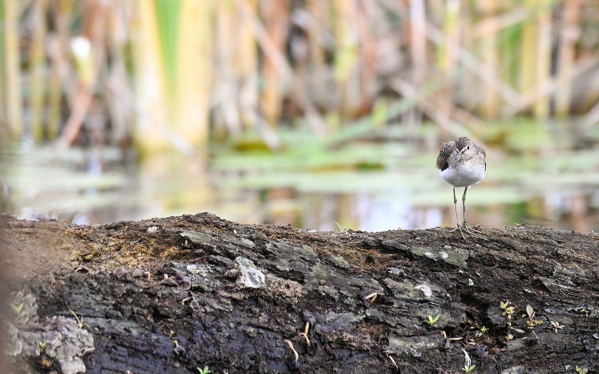 Solitary Sandpiper - ML628685289