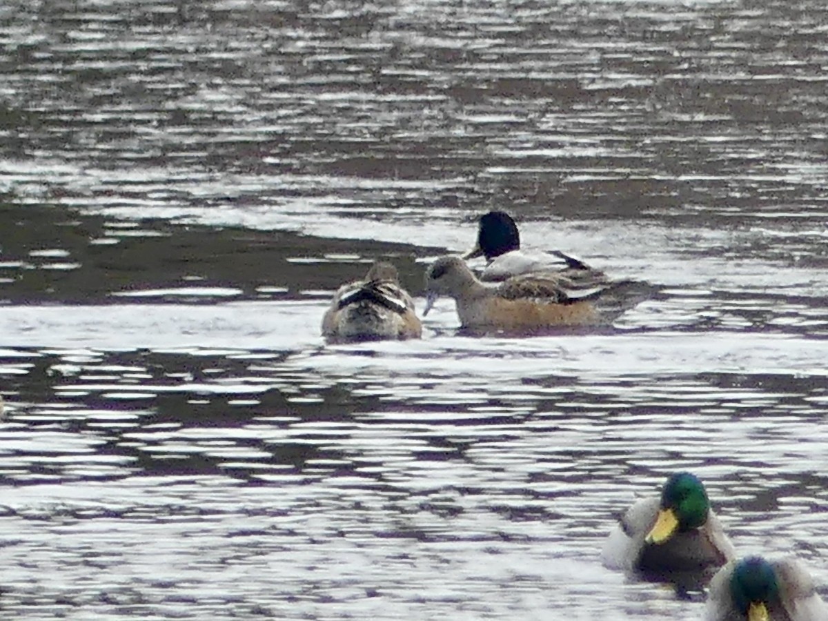 American Wigeon - ML628685762