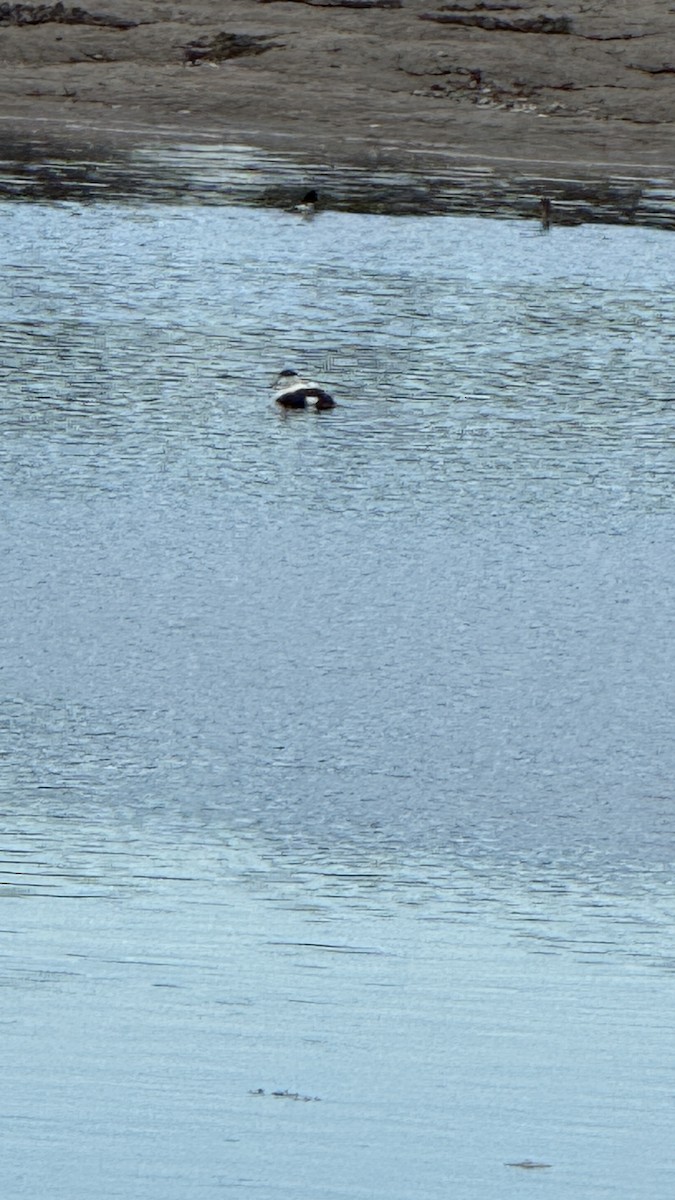 Common Eider - ML628685787