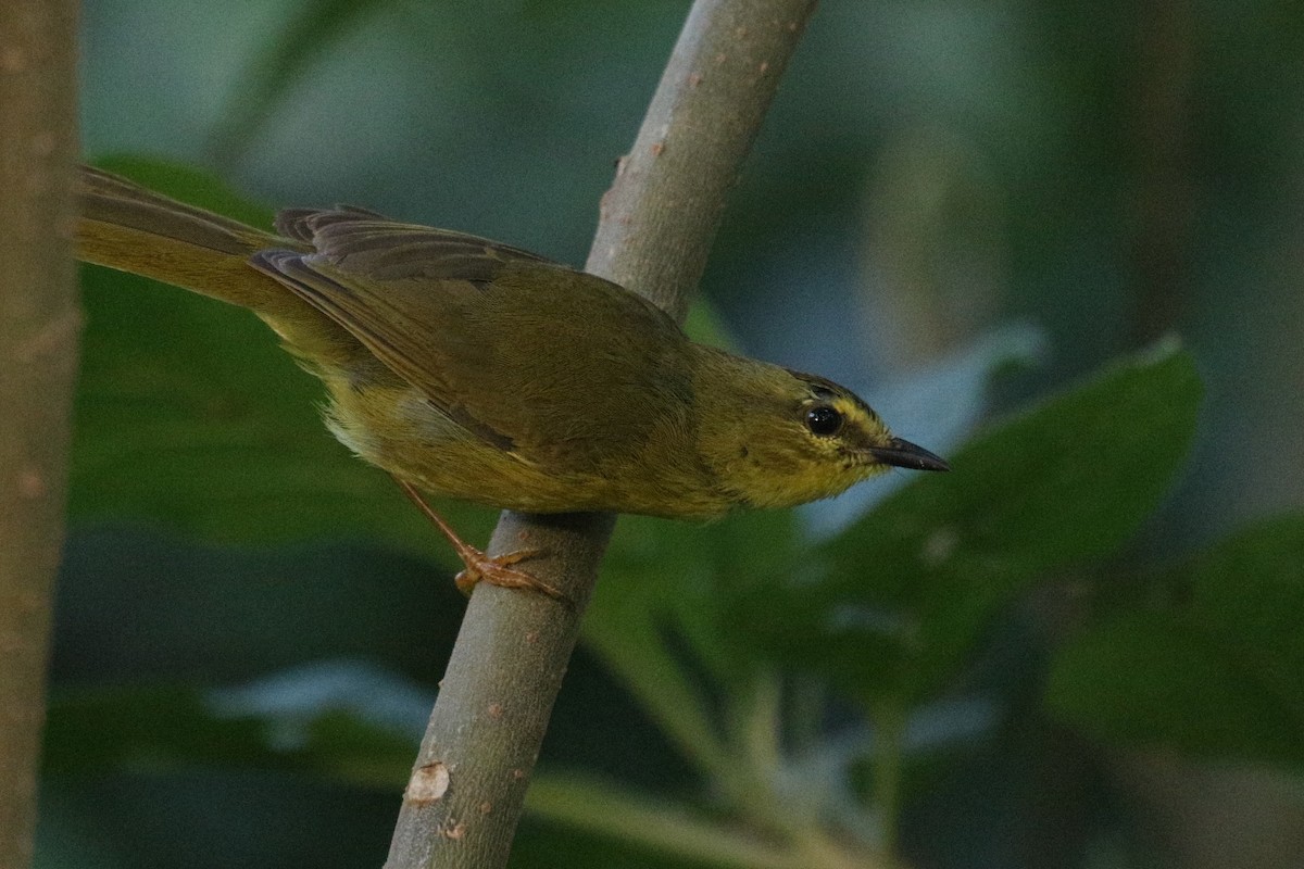 Two-banded Warbler - ML628685941