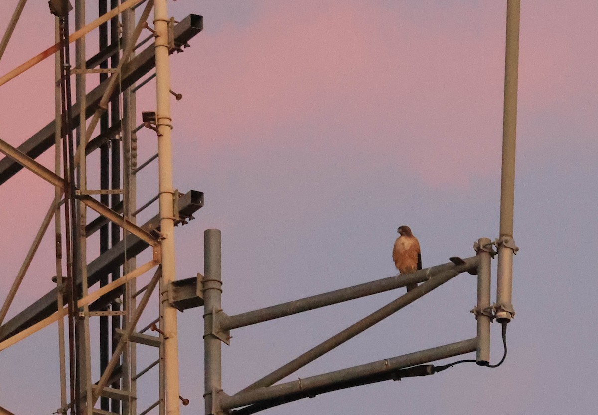 Red-tailed Hawk - ML628686113