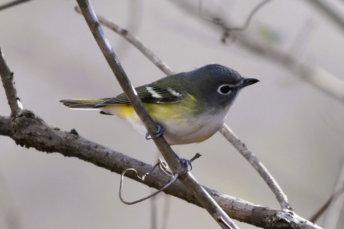 Blue-headed Vireo - ML628686165