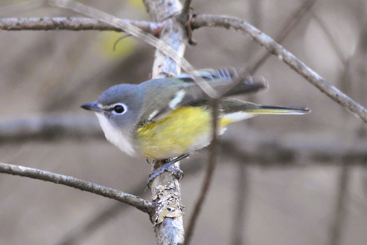 Blue-headed Vireo - ML628686166