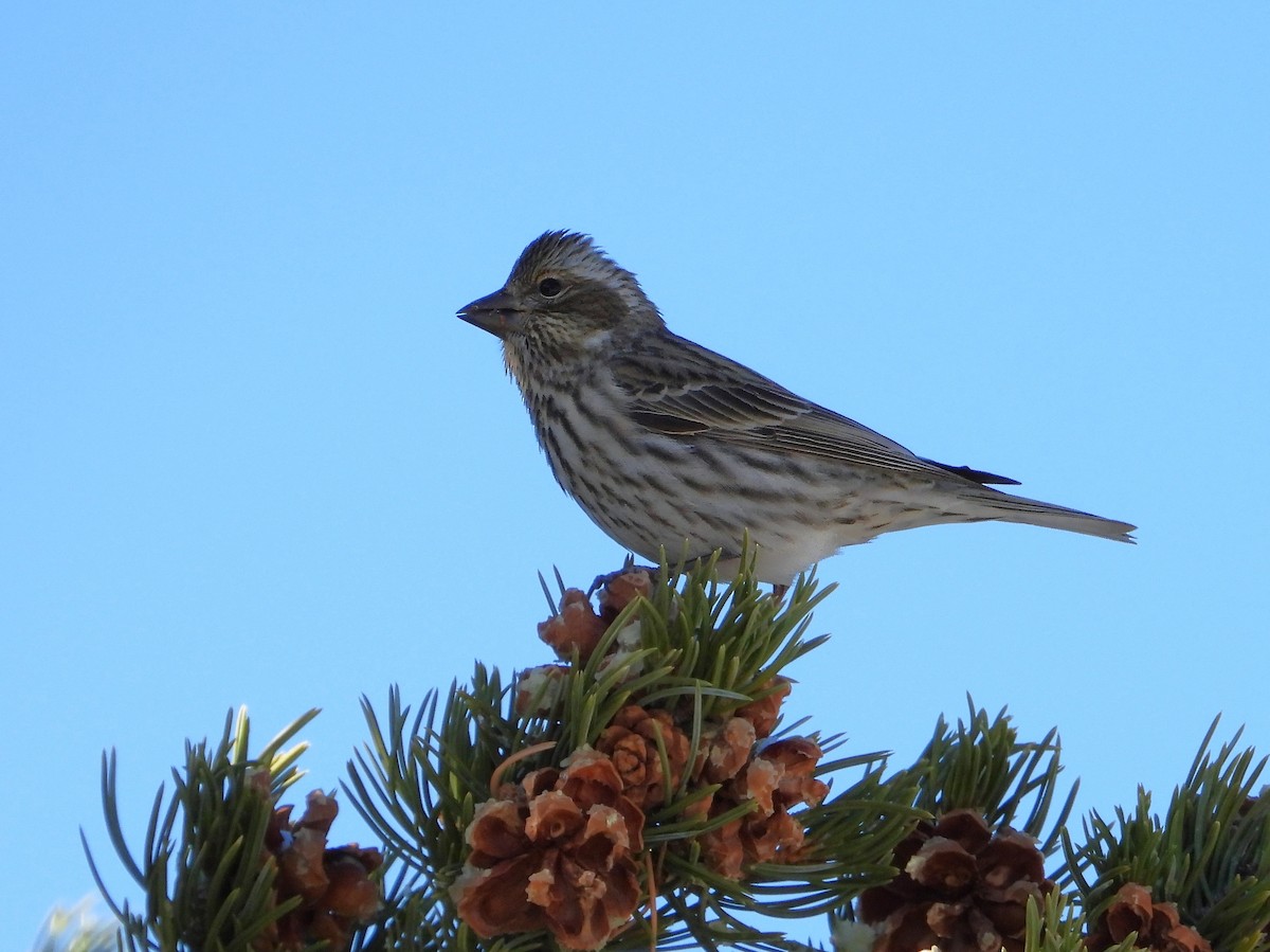 Cassin's Finch - ML628686244