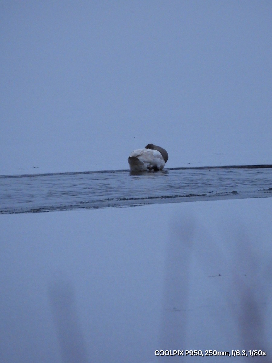 Trumpeter Swan - ML628686249