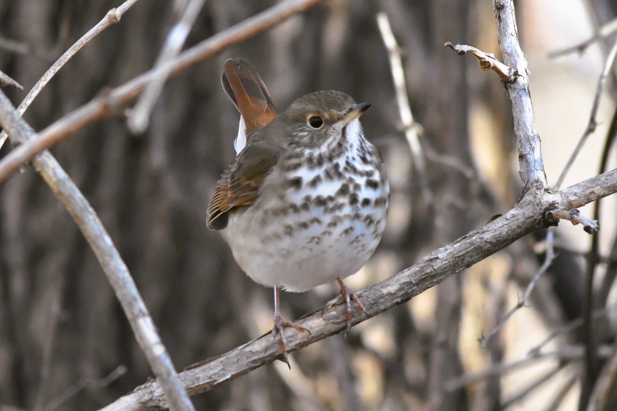 Hermit Thrush - ML628686255