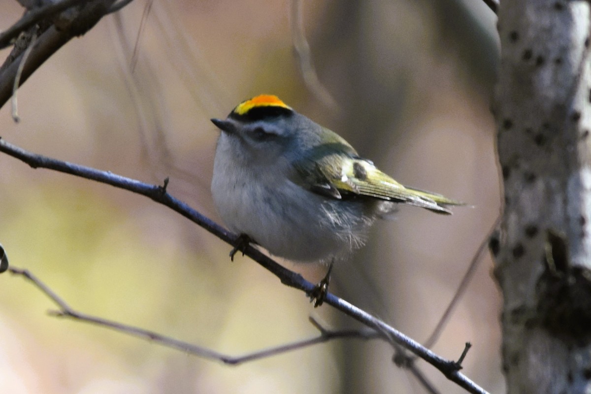 Golden-crowned Kinglet - ML628686324