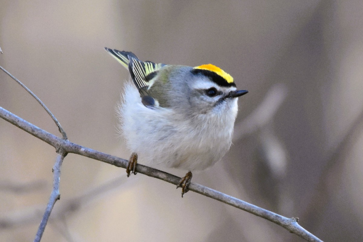Golden-crowned Kinglet - ML628686388