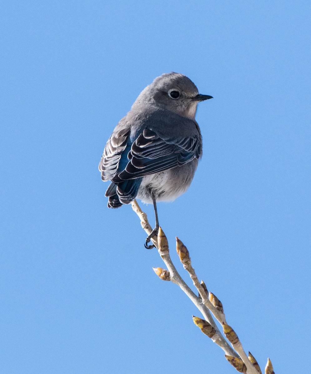 Mountain Bluebird - ML628686495