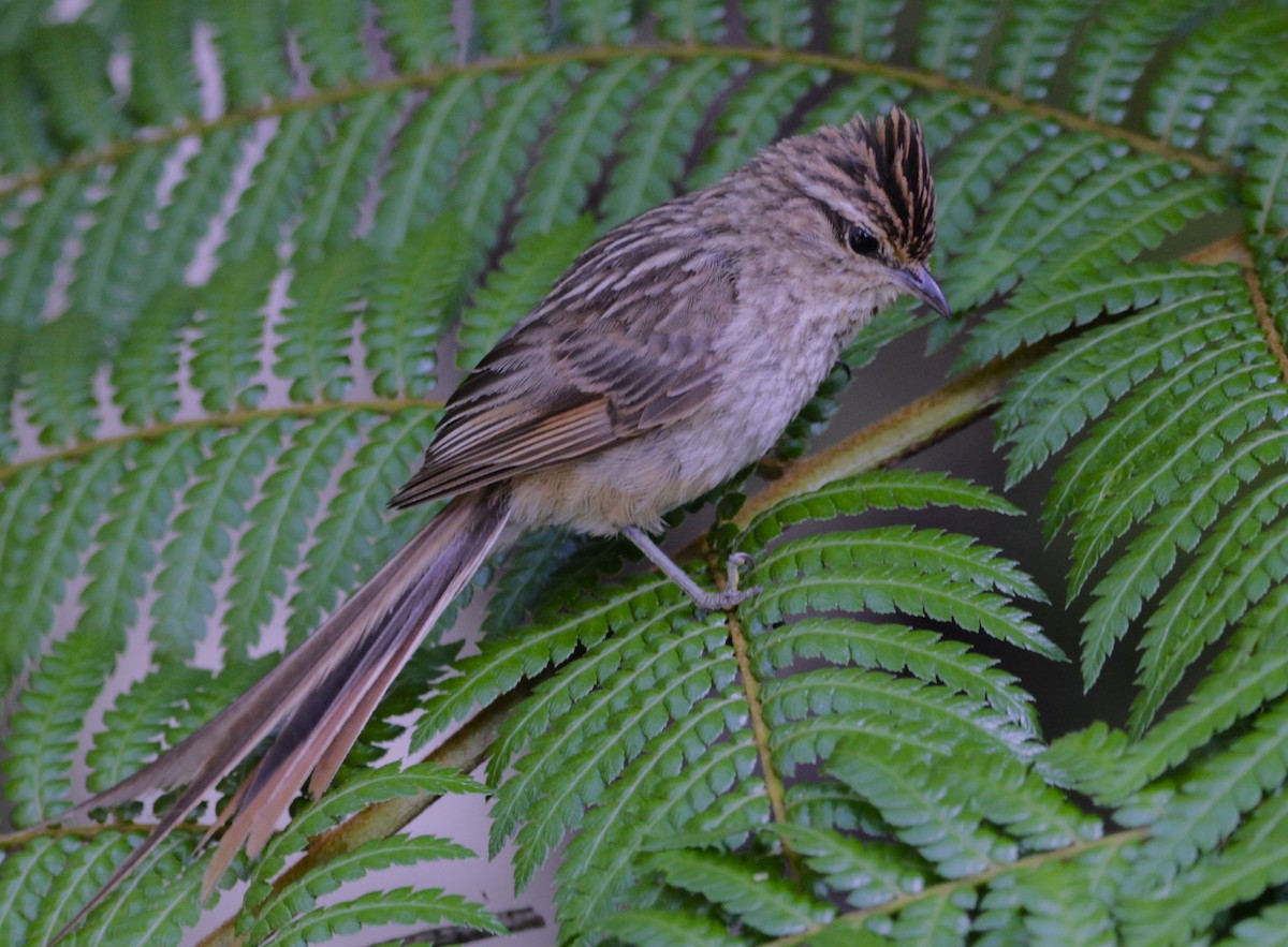 Striolated Tit-Spinetail - ML628686653