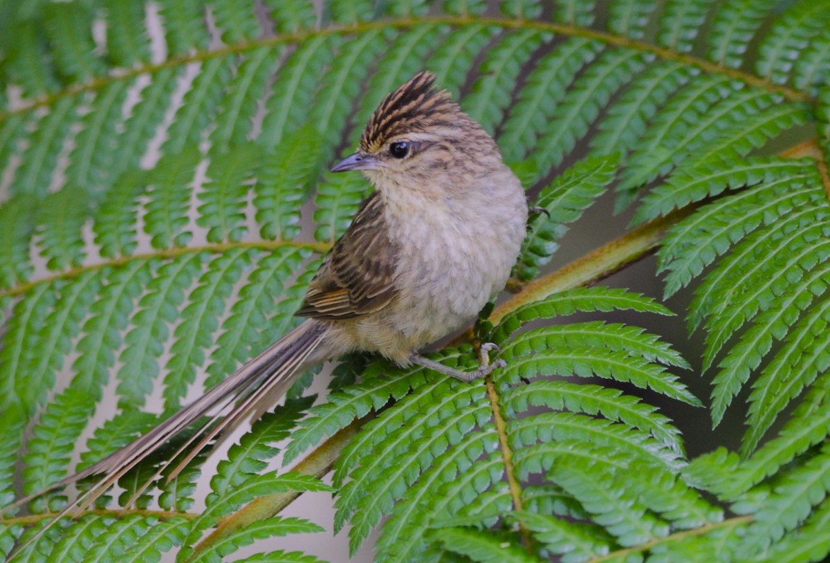 Striolated Tit-Spinetail - ML628686663