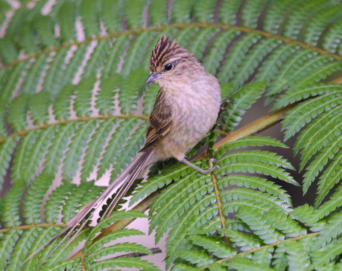 Striolated Tit-Spinetail - ML628686673