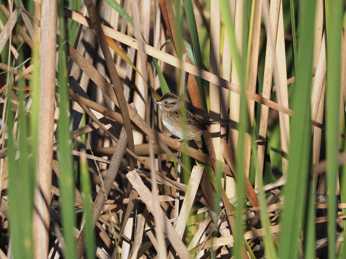 Swamp Sparrow - ML628686949