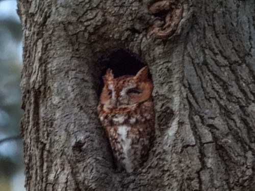 Eastern Screech-Owl - ML628687025