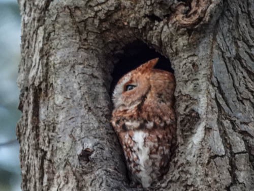 Eastern Screech-Owl - ML628687026