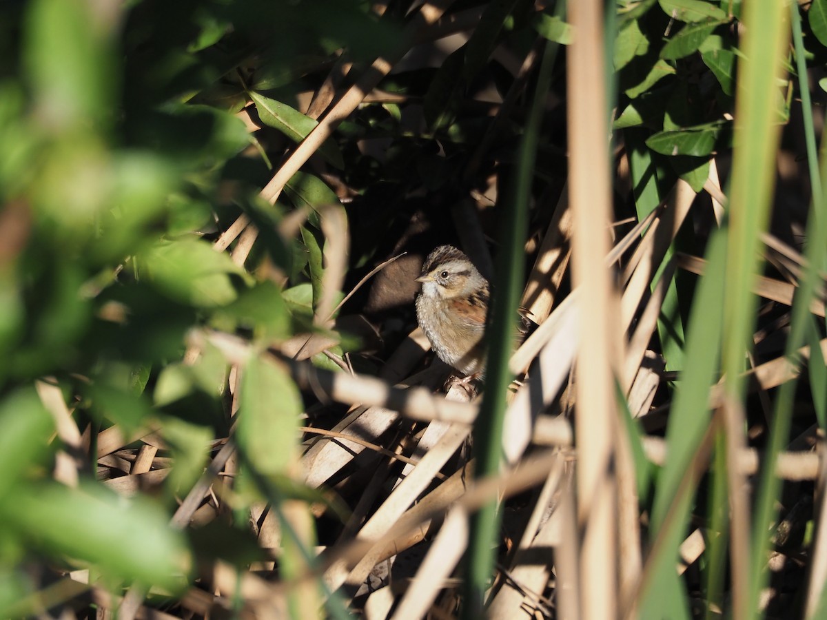 Swamp Sparrow - ML628687100