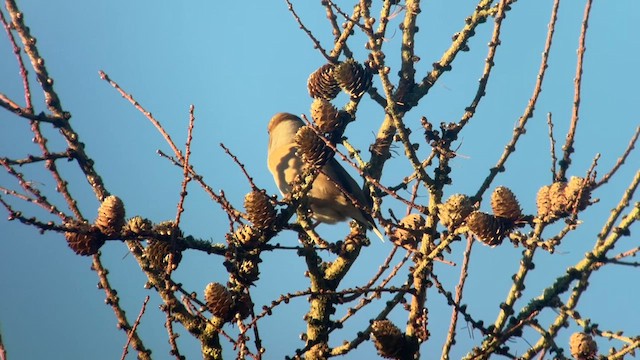 Hawfinch - ML628687127