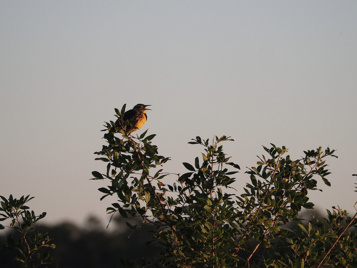 Eastern Meadowlark (Eastern) - ML628687214