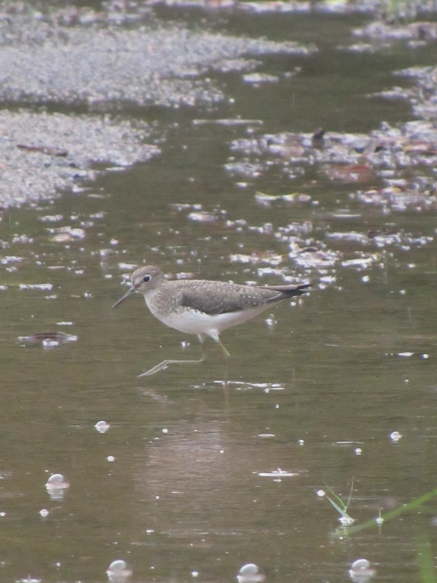 Solitary Sandpiper - ML628687231