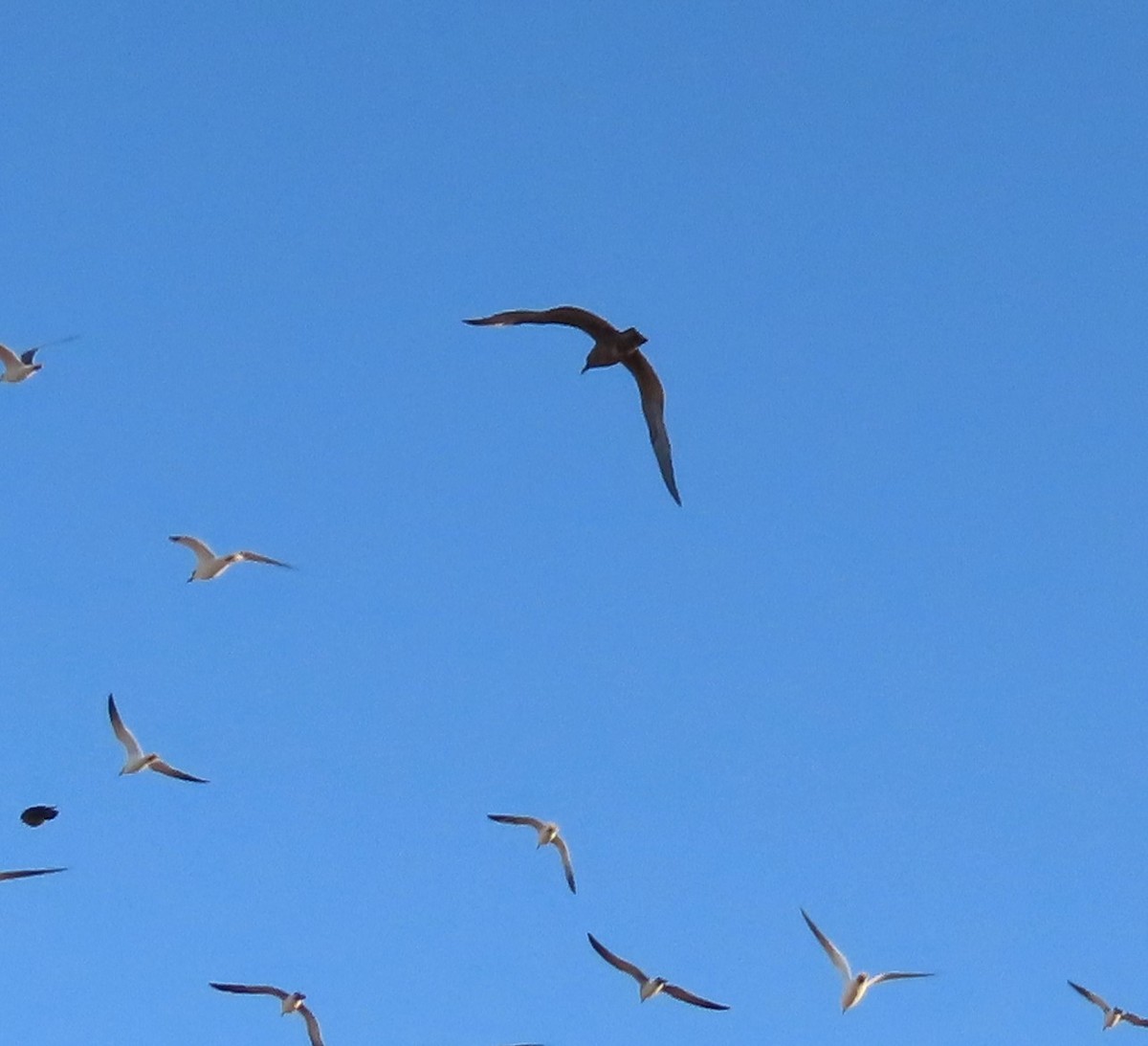 Gray Gull - ML628687388