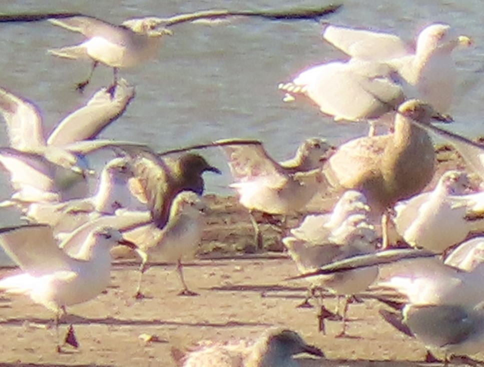 Gray Gull - ML628687495