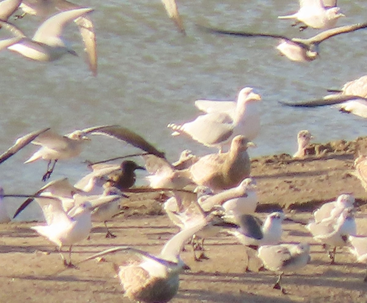 Gray Gull - ML628687499