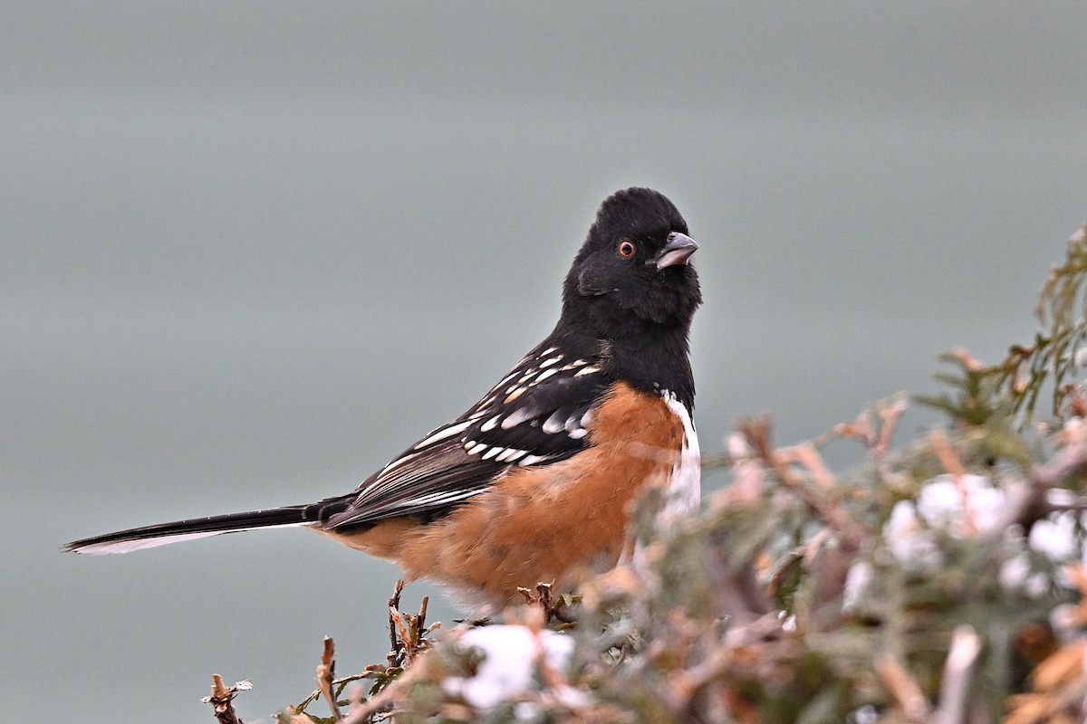 Spotted Towhee - ML628687916