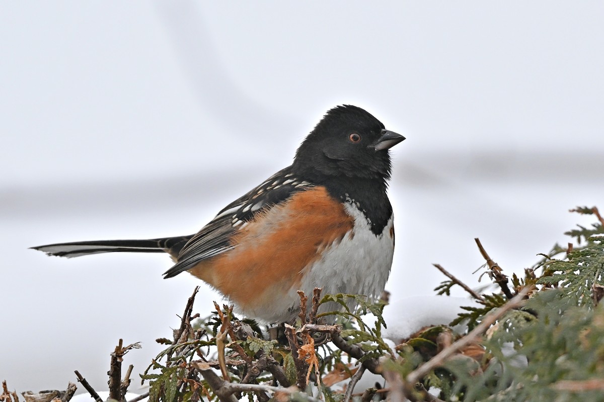 Spotted Towhee - ML628687917