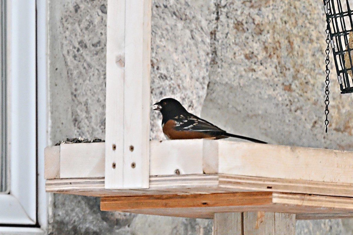 Spotted Towhee - ML628687918