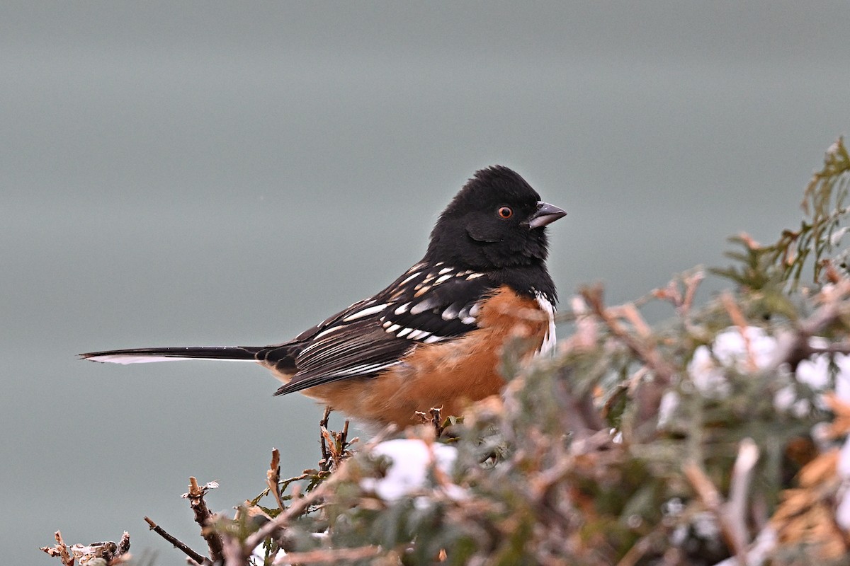 Spotted Towhee - ML628687919