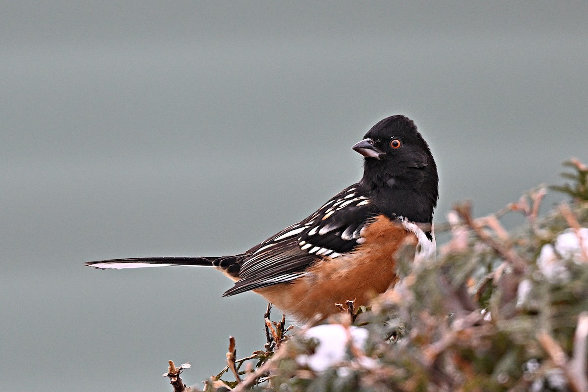 Spotted Towhee - ML628687920