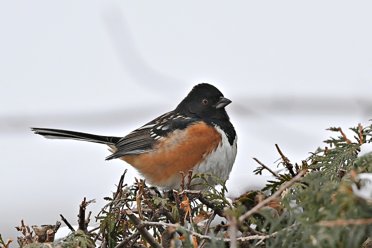 Spotted Towhee - ML628687921