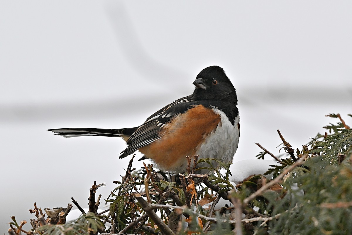 Spotted Towhee - ML628687922