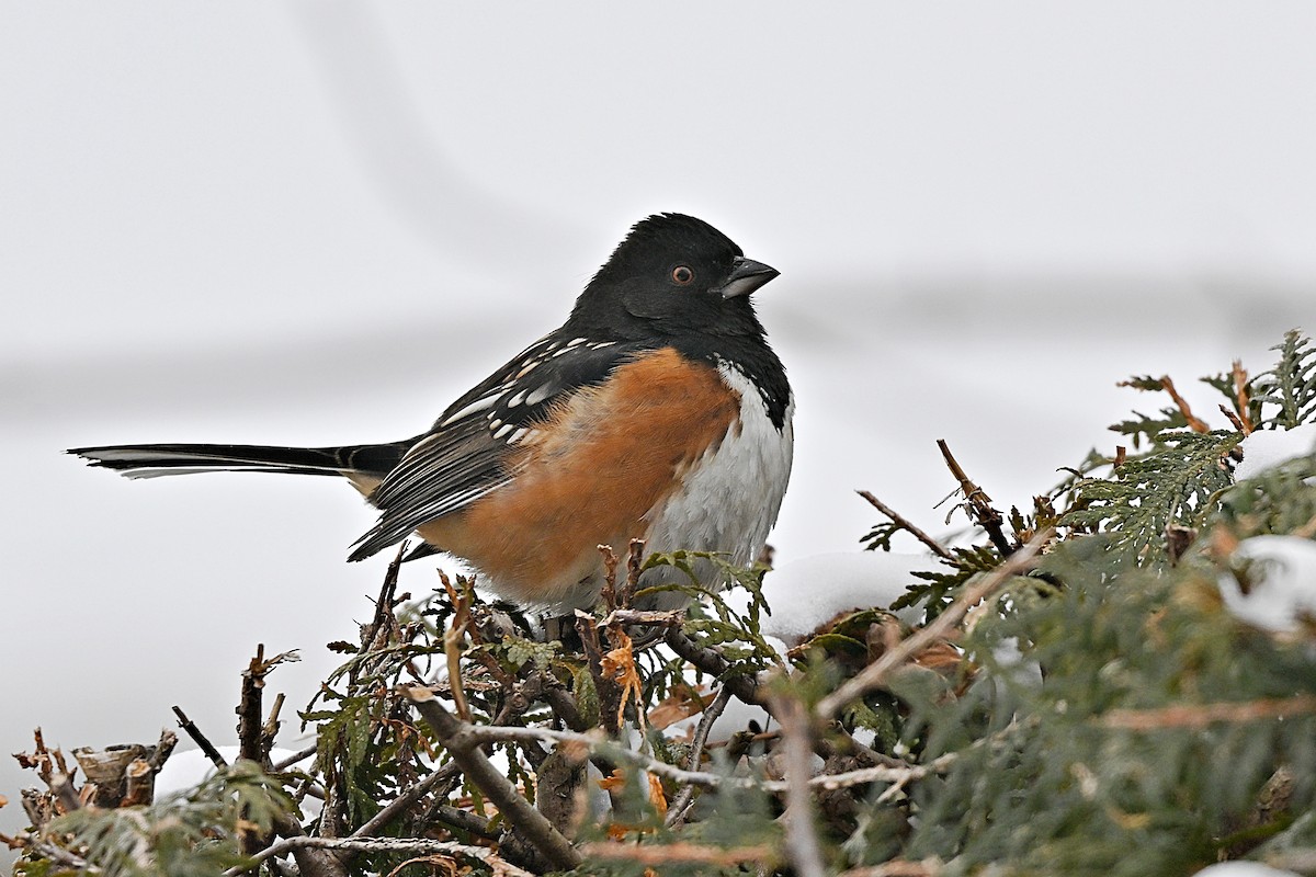 Spotted Towhee - ML628687923