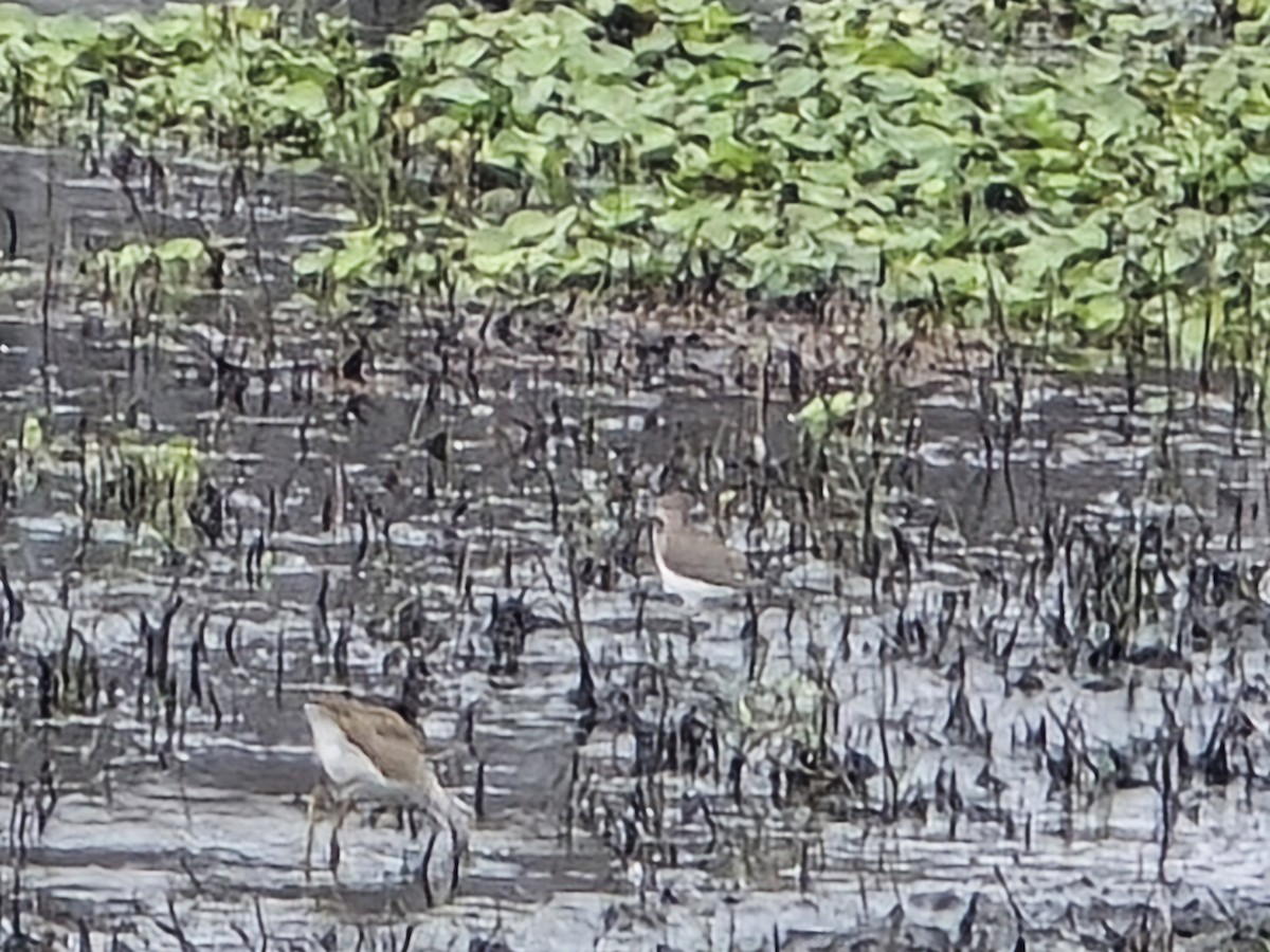 Solitary Sandpiper - ML628688015