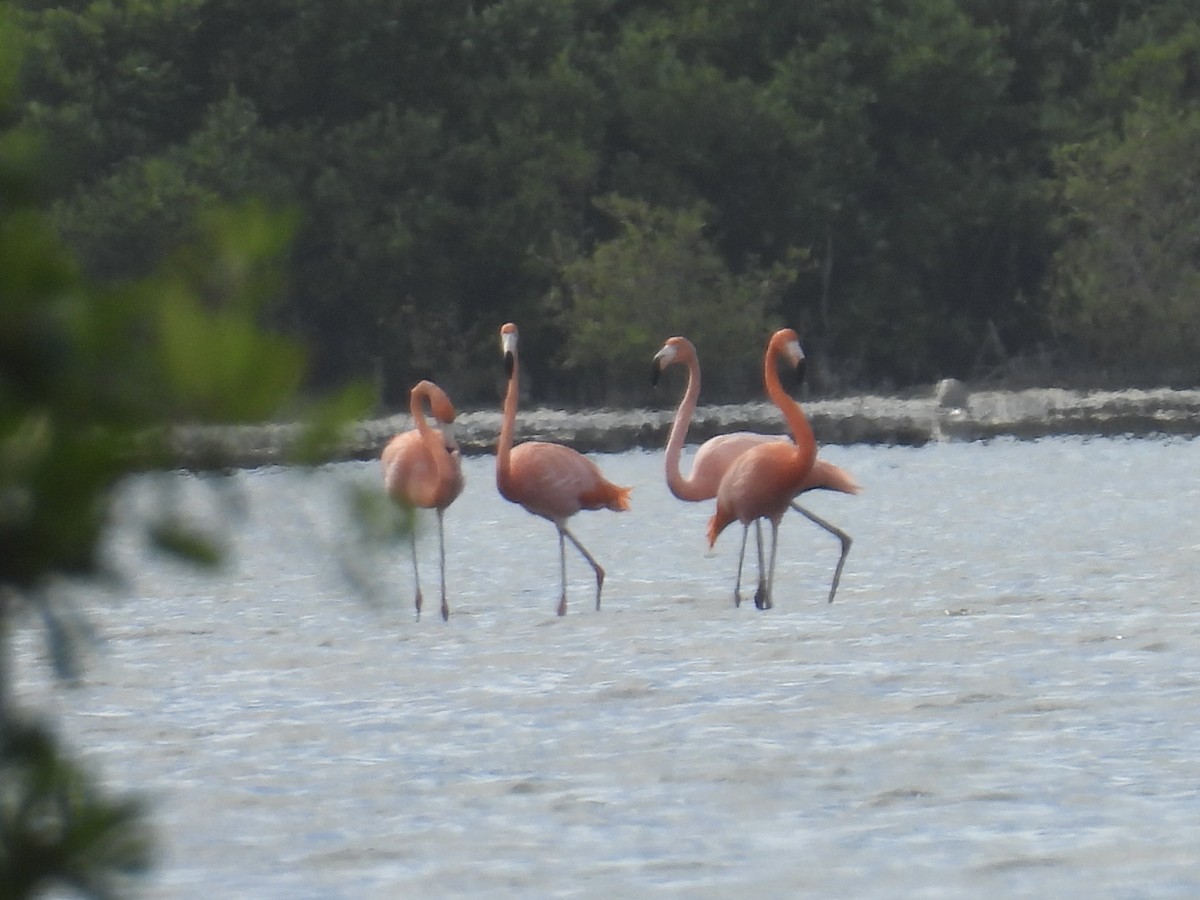 American Flamingo - ML628688078