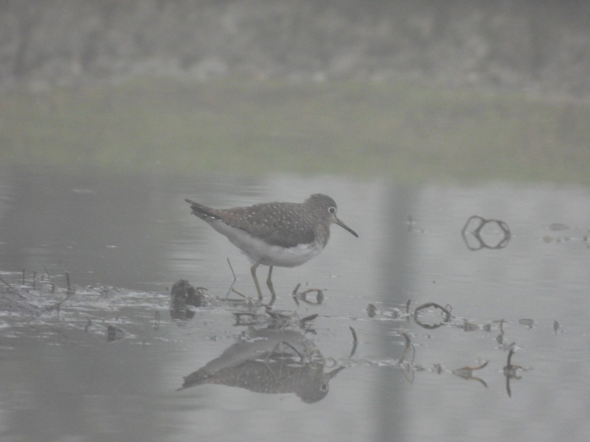 Solitary Sandpiper - ML628688348