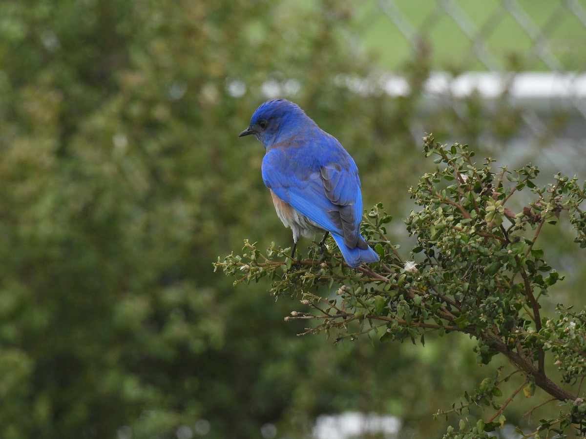 Western Bluebird - ML628688439