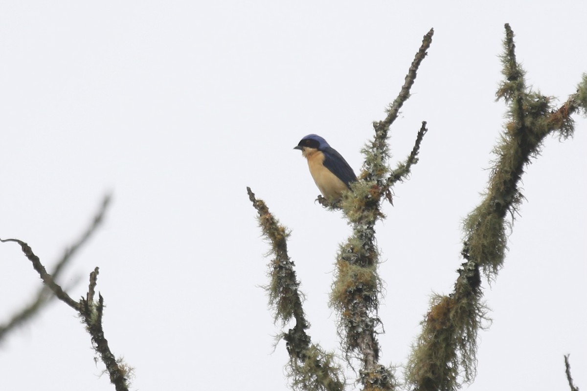 Fawn-breasted Tanager - ML628688524