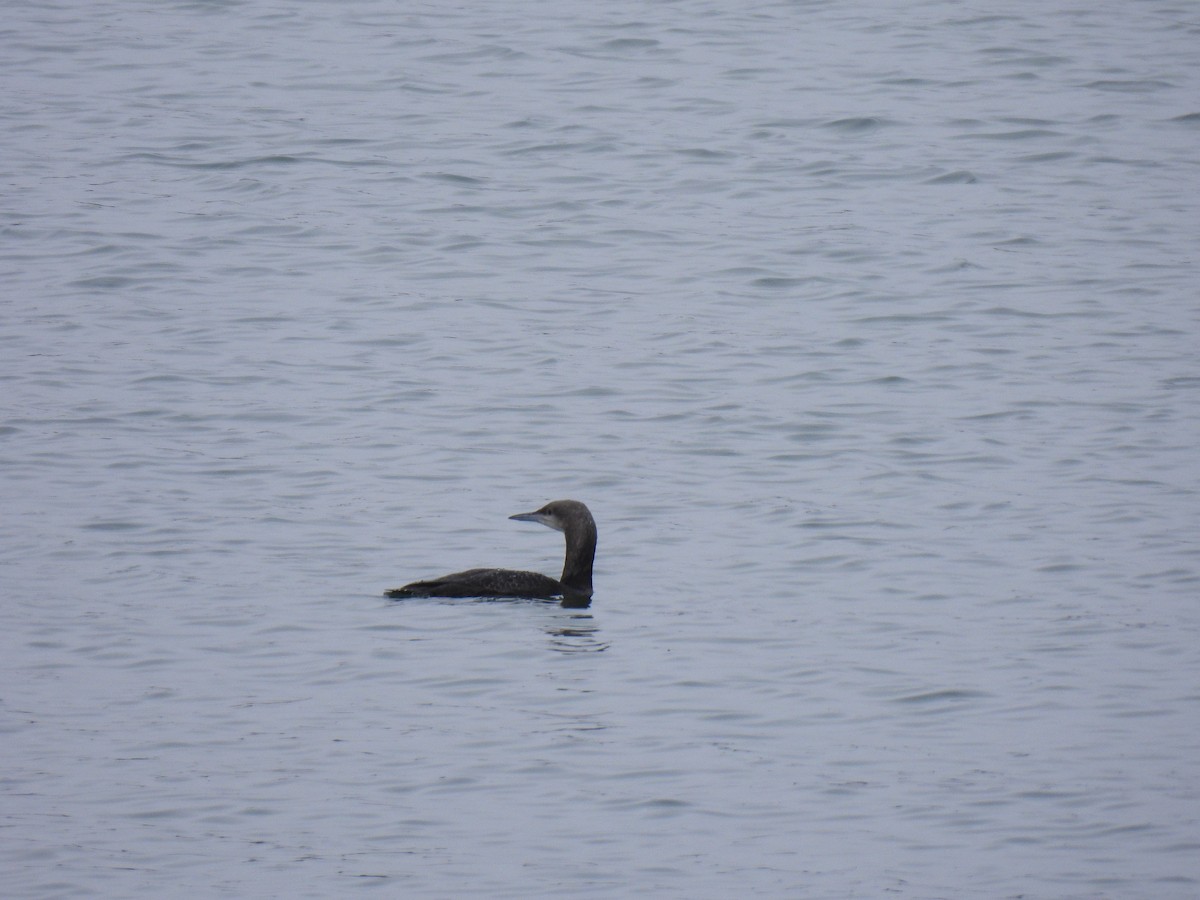Pacific Loon - ML628688577
