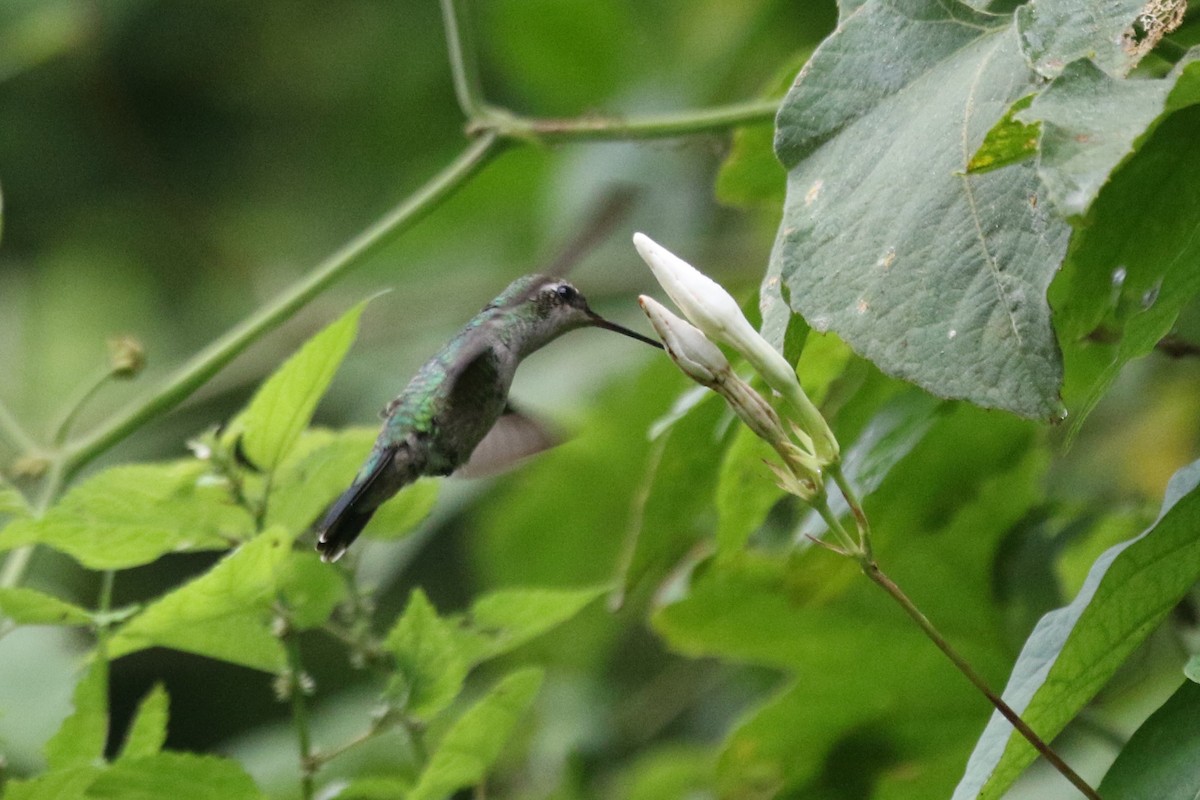 Colibrí Jaspeado - ML628688685