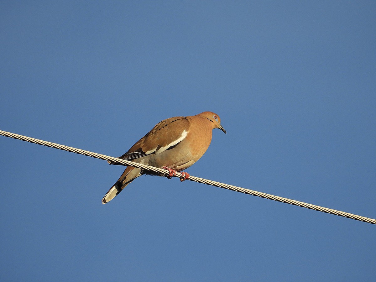 White-winged Dove - ML628688690