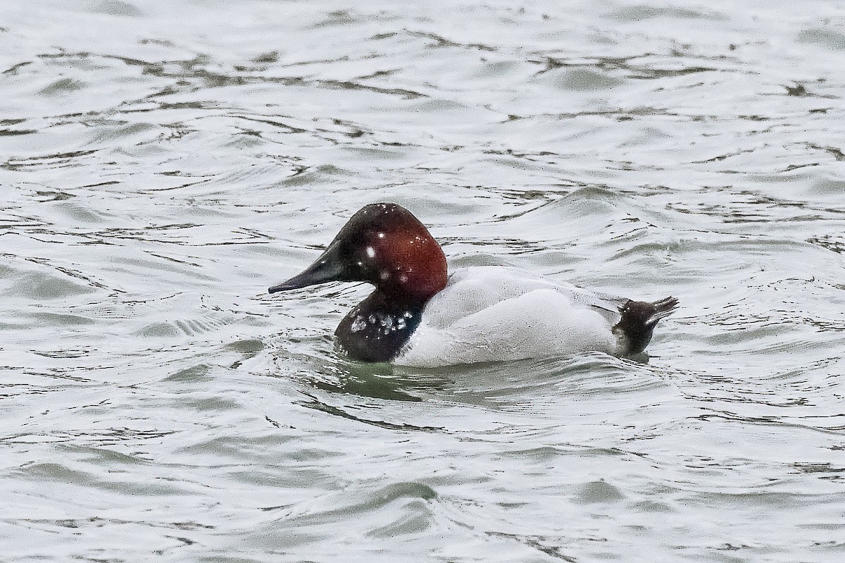 Canvasback - ML628688724