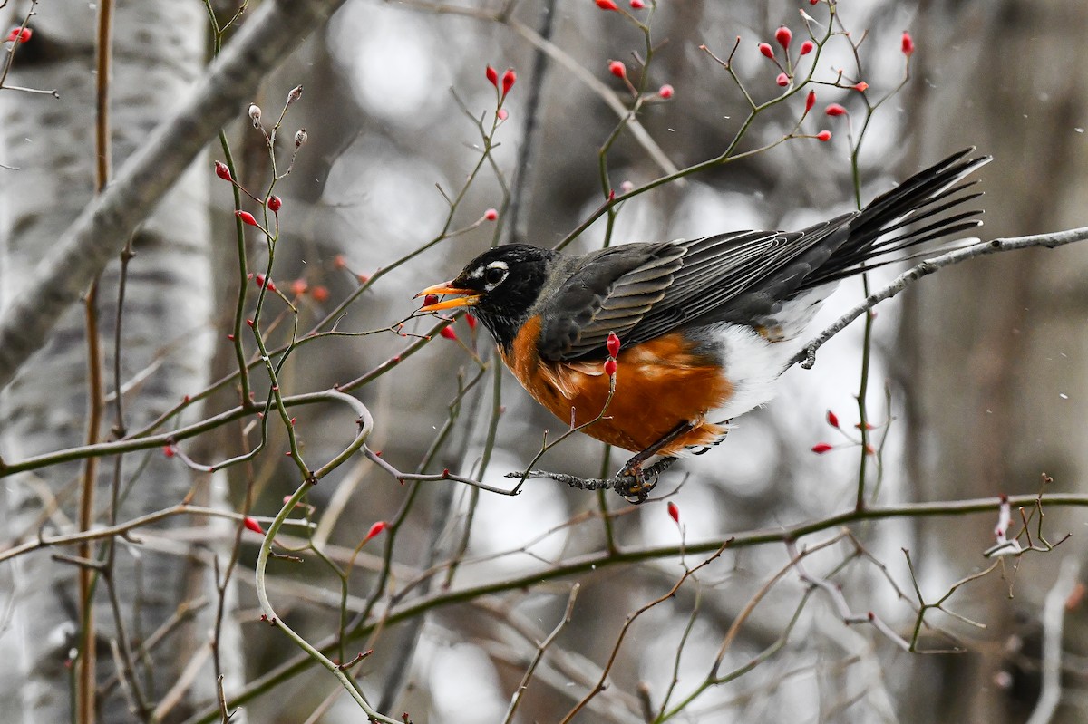 American Robin - ML628688758