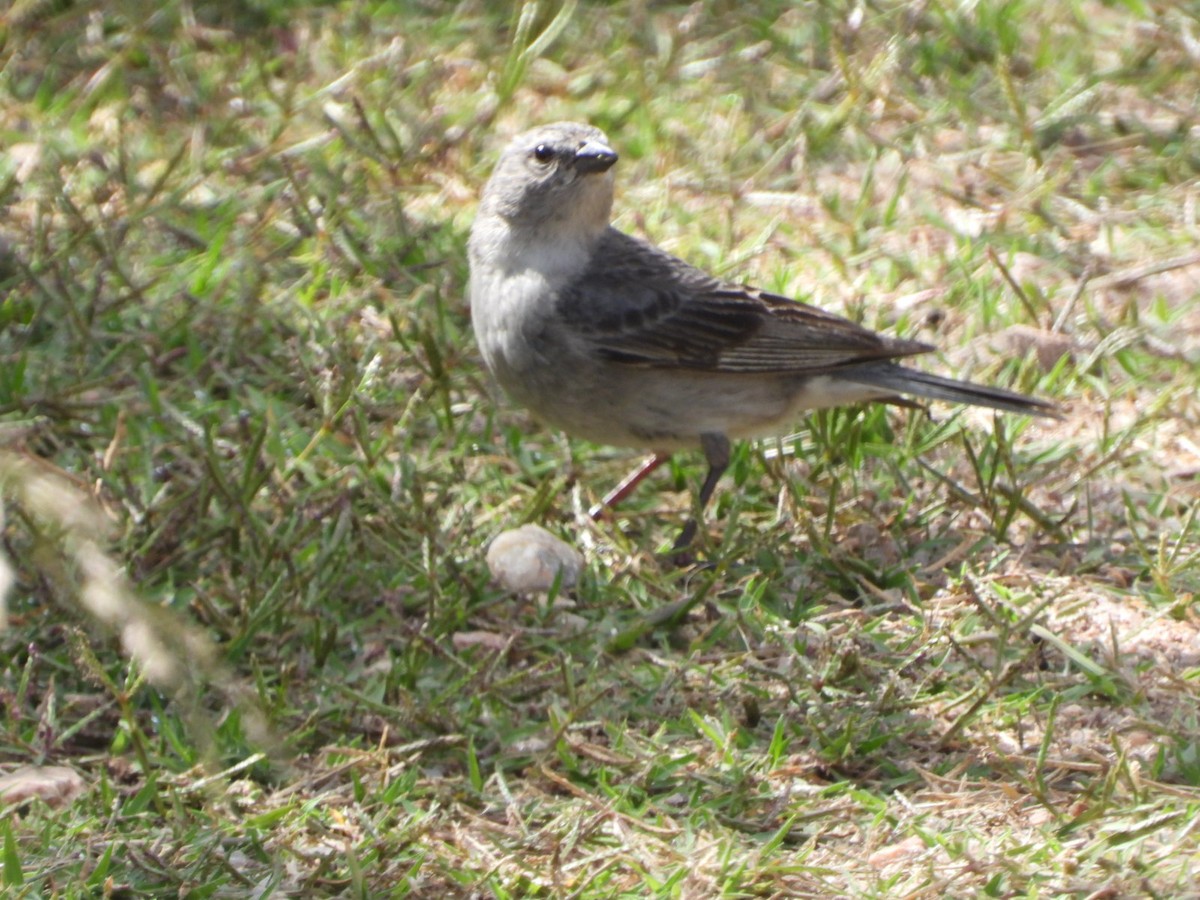 Black-billed Shrike-Tyrant - ML628688759