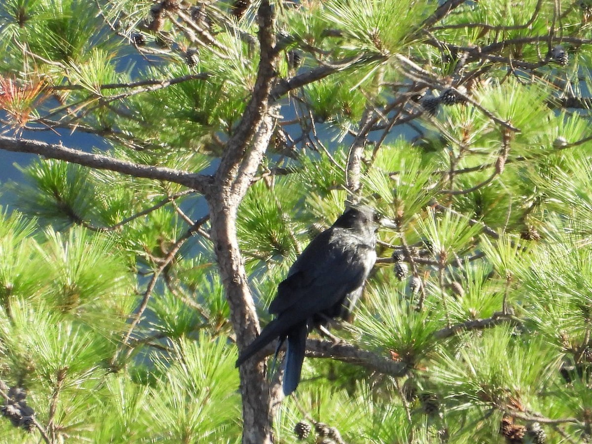 Common Raven - ML628688760